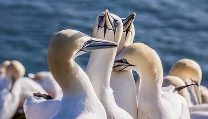 开云体育APP下载-加拿大鏖战莱比锡红牛，梅西惊艳世界