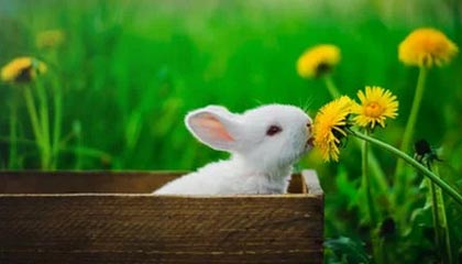 开云-【魔幻对决】小组赛NBA惊现足球巨星！哈兰德率神秘队险胜葡萄牙引爆全球热搜